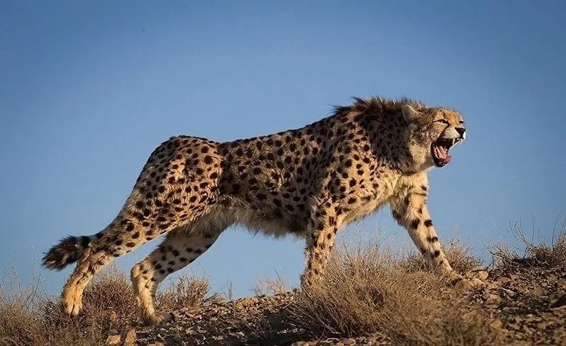 India Receives Eight Cheetahs from Botswana, Marks Milestone in Conservation