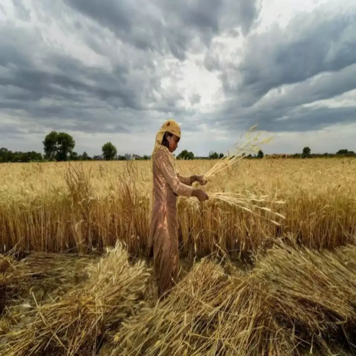 India Prepares for Record Wheat Plantation Amid High Soil Moisture