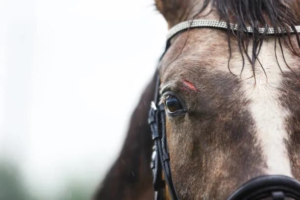 Injured Horse Attacks People in Dehri Village of Punpun, Several Injured