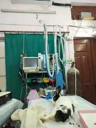 Bihar to Upgrade Veterinary Hospital Diagnostics With X-Ray and Ultrasound Machines