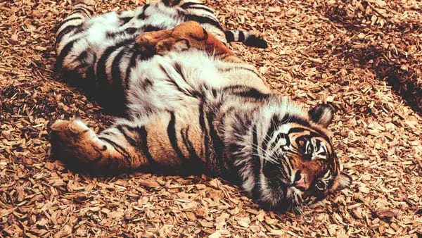 Virus Outbreak Kills 72 Tigers, Thailand’s Chiang Mai Park Shut Temporarily