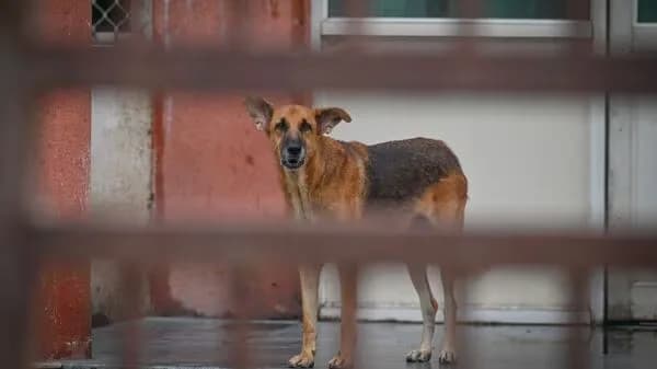 Amputated Human Leg Found in Dog’s Mouth at Shimla Hospital Campus