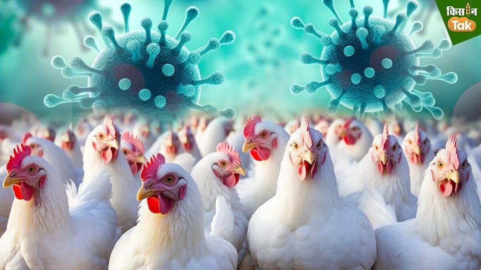Bird Flu Detected in Bihar; Hens Culled and Patna Zoo Temporarily Closed