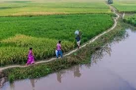 Sudden Weather Change Hits Bihar, Crops at Risk