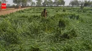 Farmers in Bihar Concerned Over Crop Damage Due to Weather Fluctuations