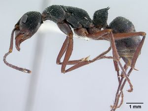 รูปDiacamma vagans
