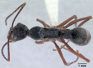 รูปDiacamma vagans