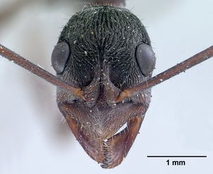 รูปDiacamma vagans