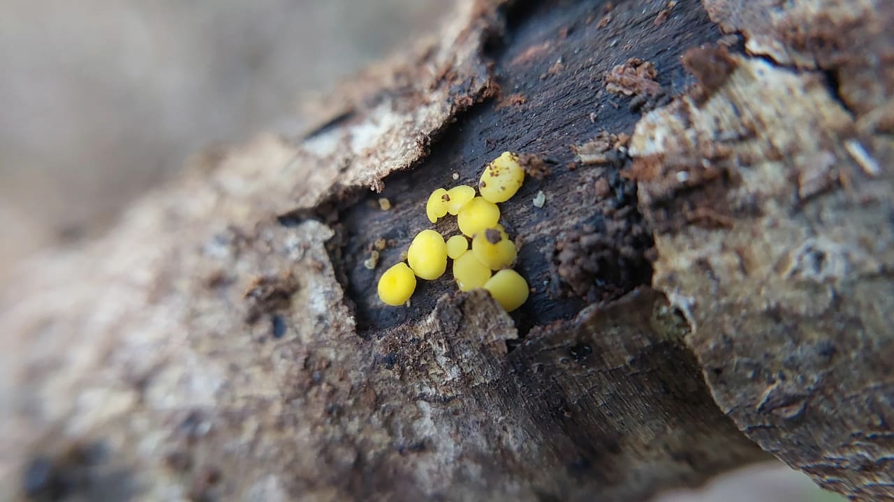 Calycina citrina