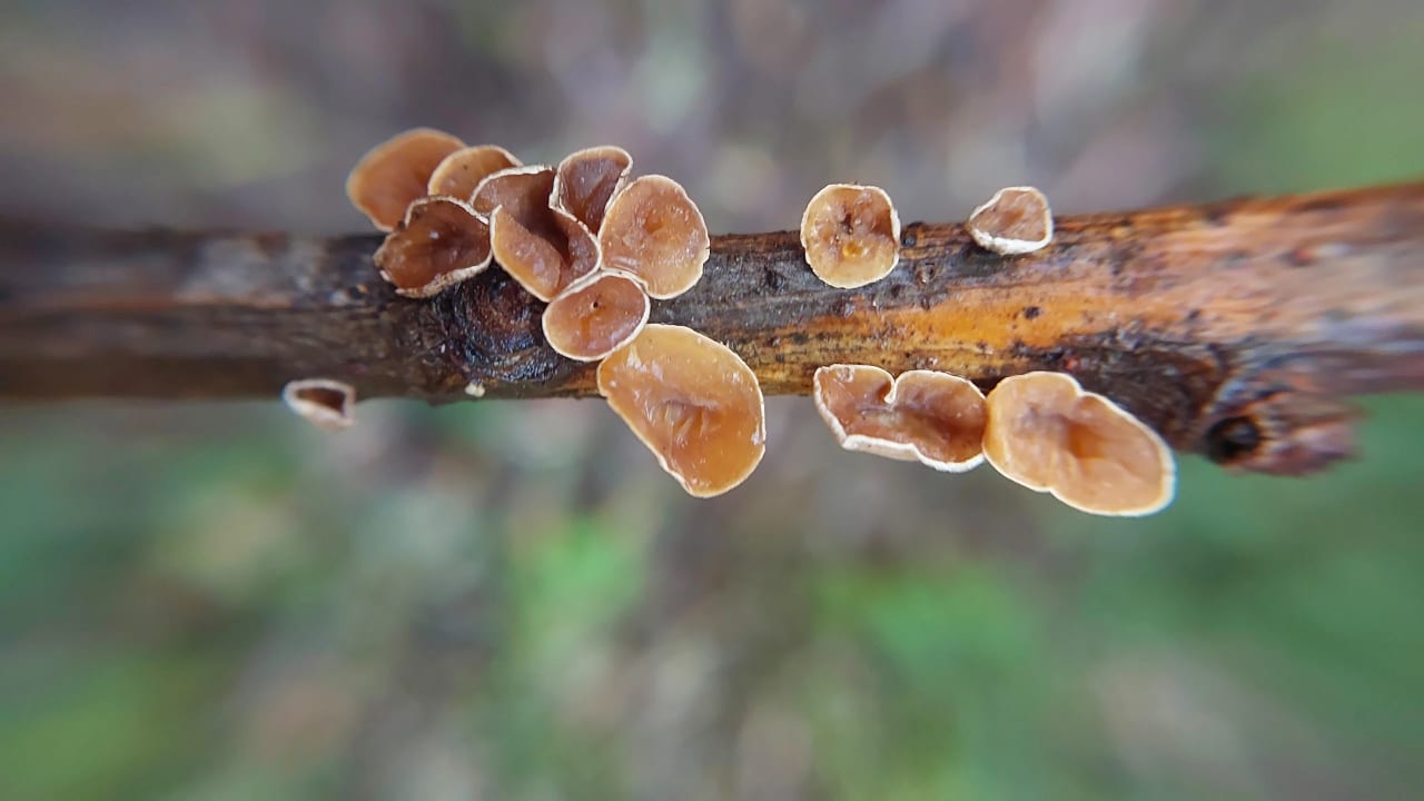 Schizophyllum amplum