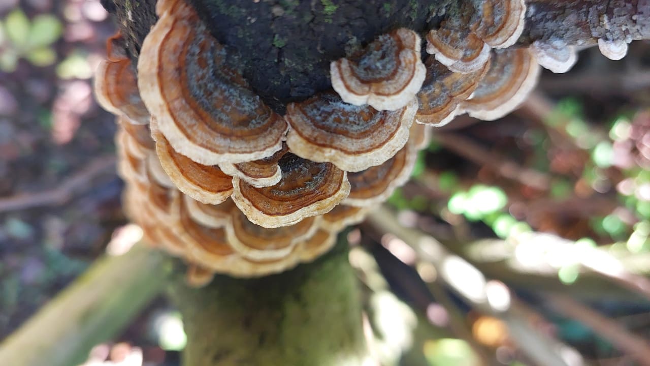 Trametes versicolor