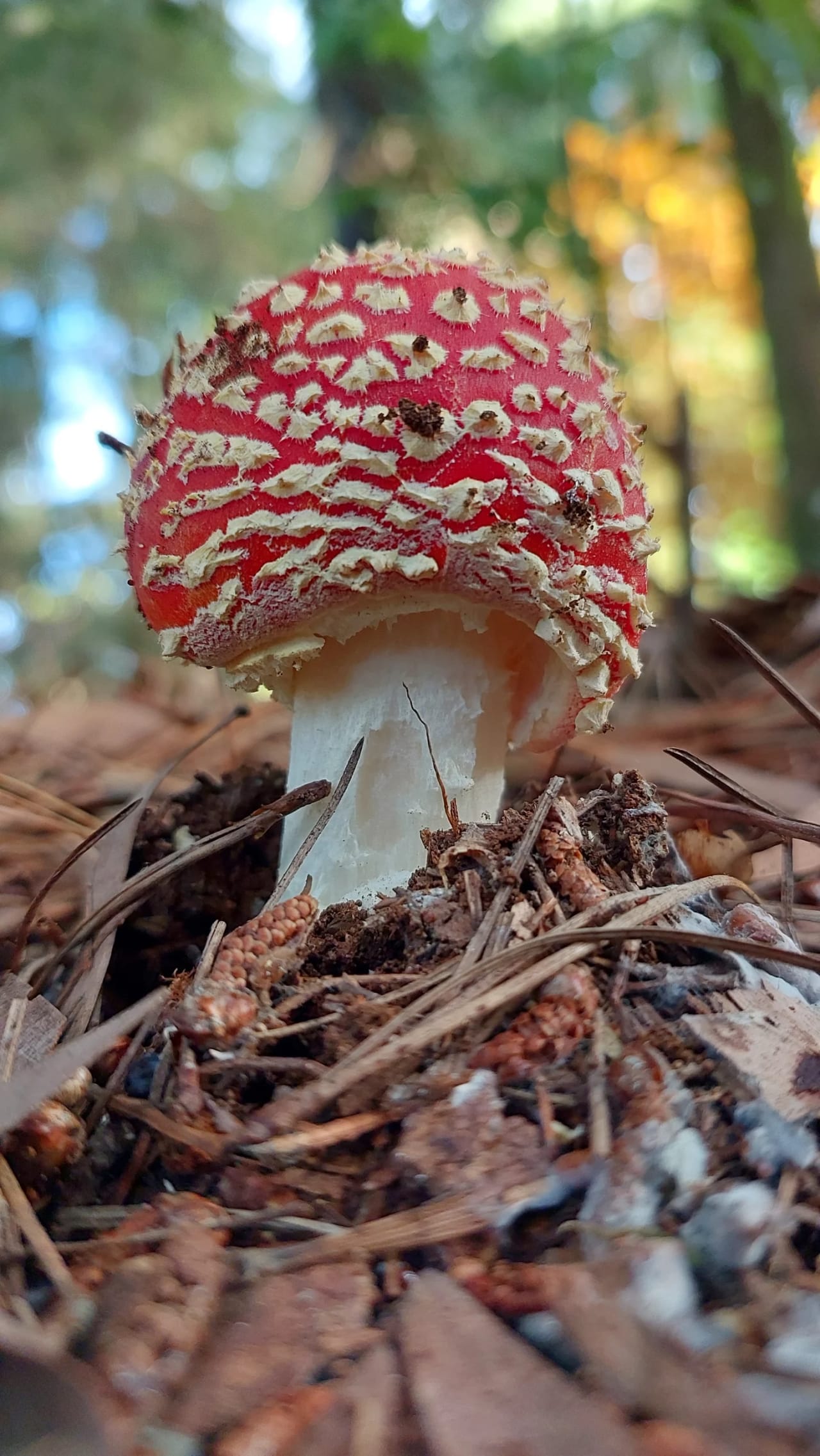 Amanita muscaria