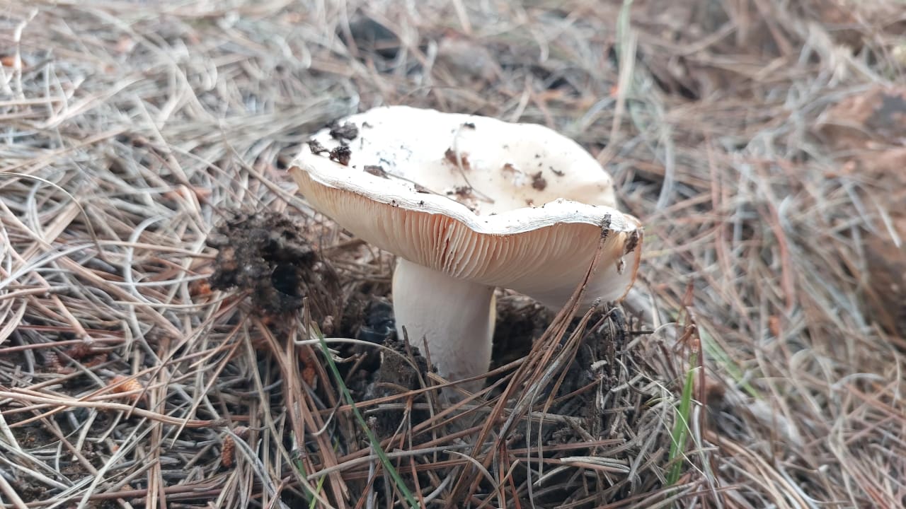 Amanita toxica