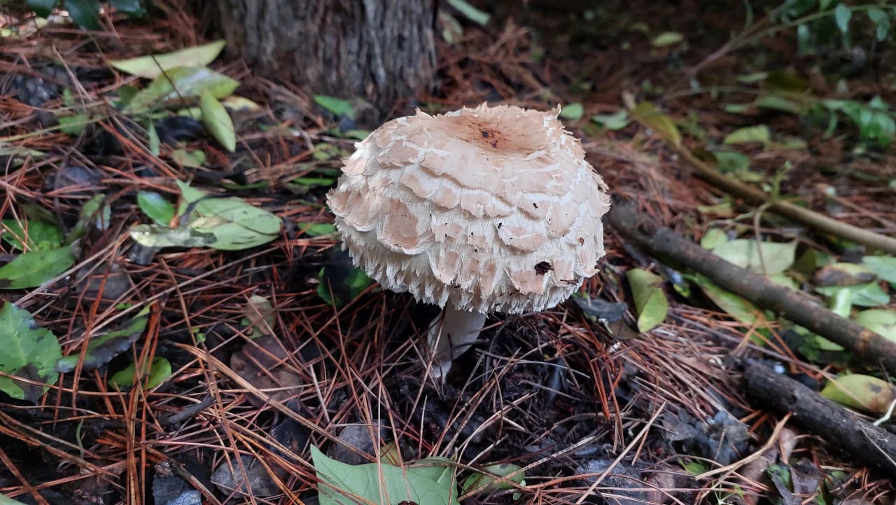 Chlorophyllum rhacodes