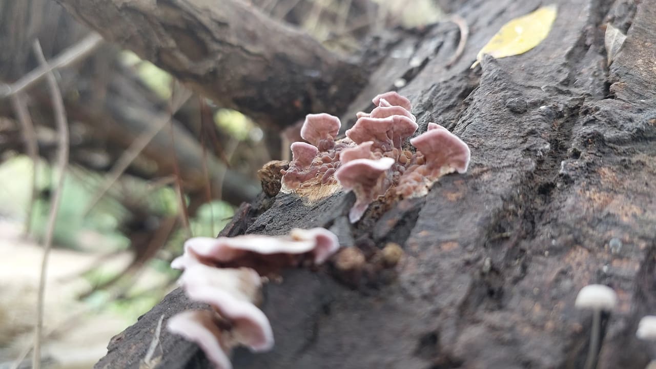 Chondrostereum purpureum