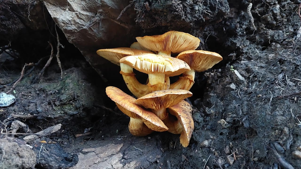 Gymnopilus junonius