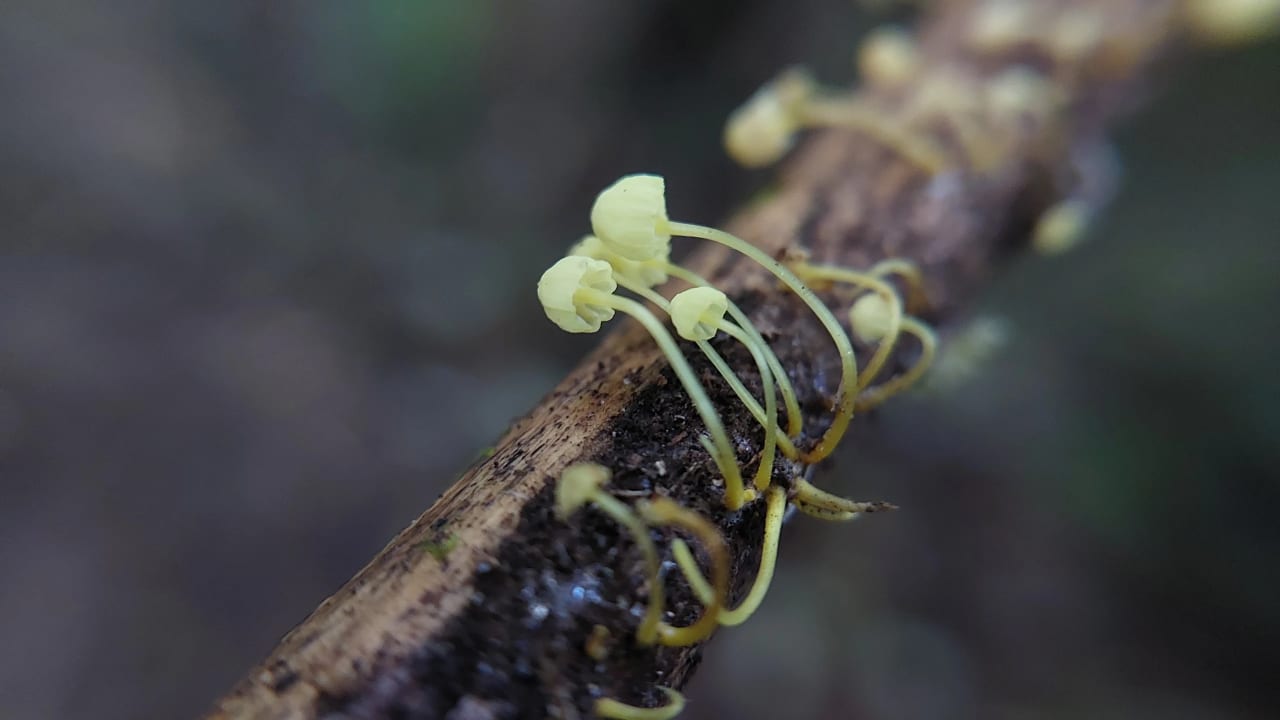 Mycena chusqueophila