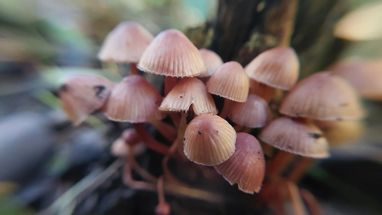 Mycena haematopus