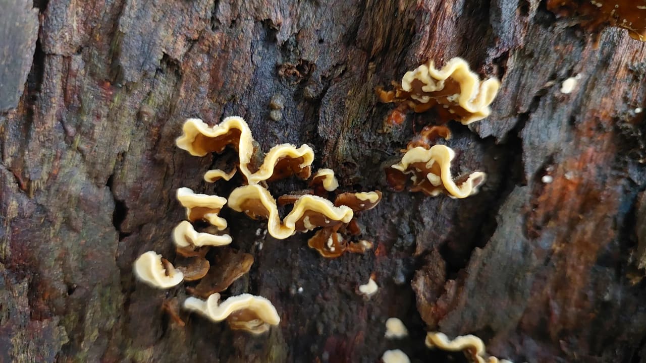 Stereum hirsutum