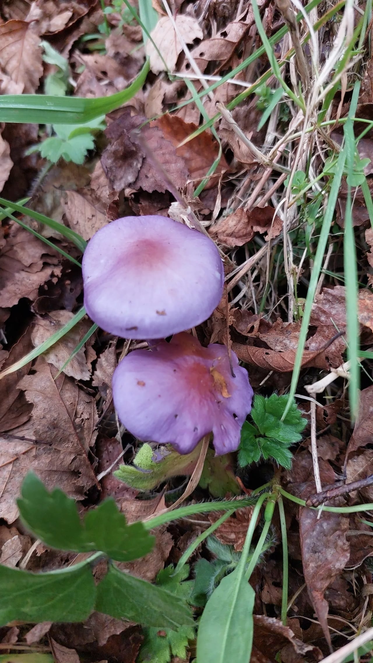 Cortinarius magellanicus