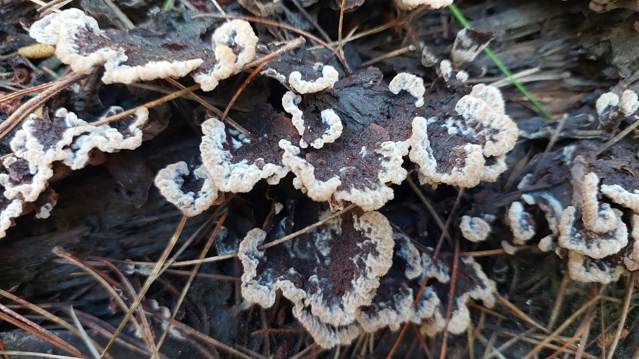 Thelephora terrestris