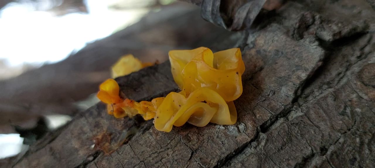 Tremella mesenterica
