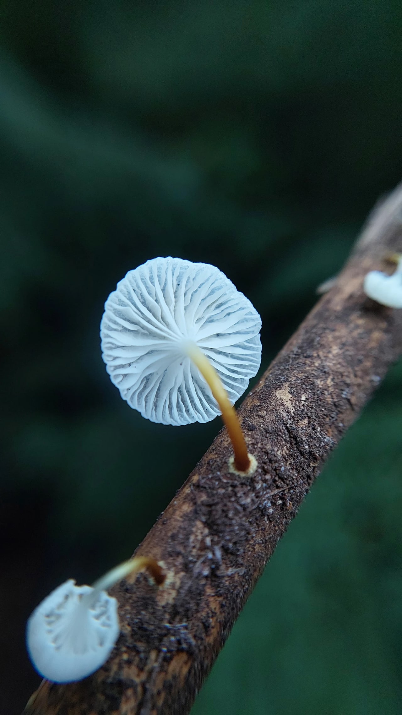 Mycena subulifera