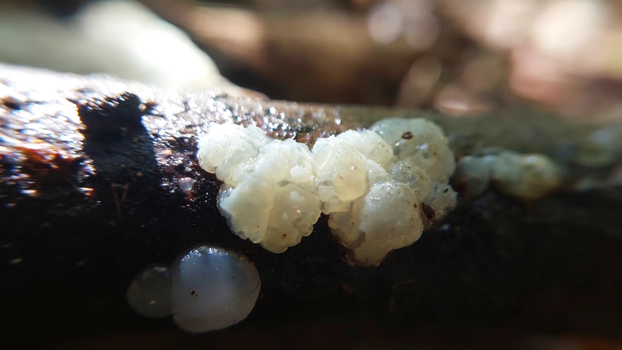 Myxarium nucleatum