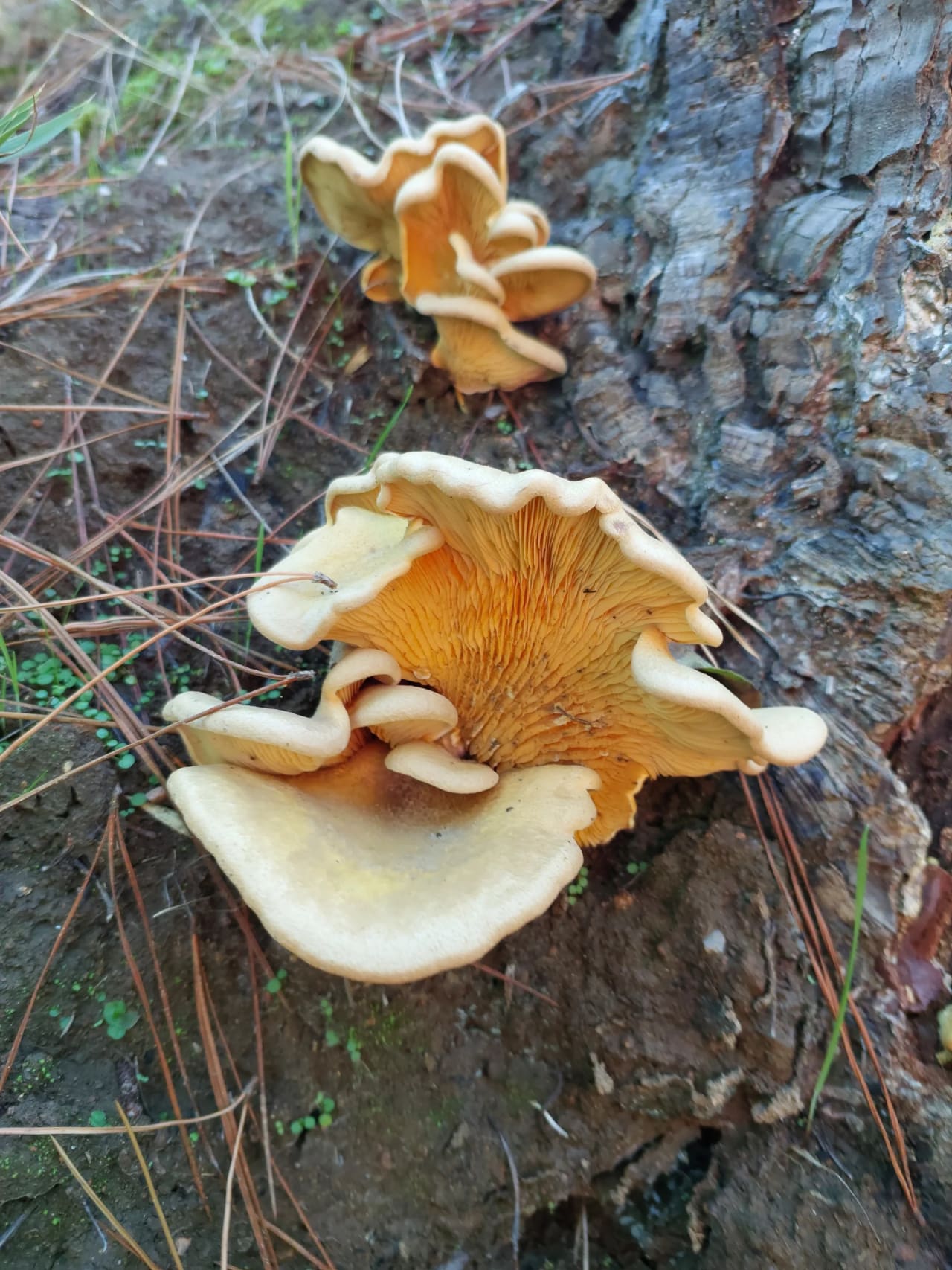 Tapinella panuoides
