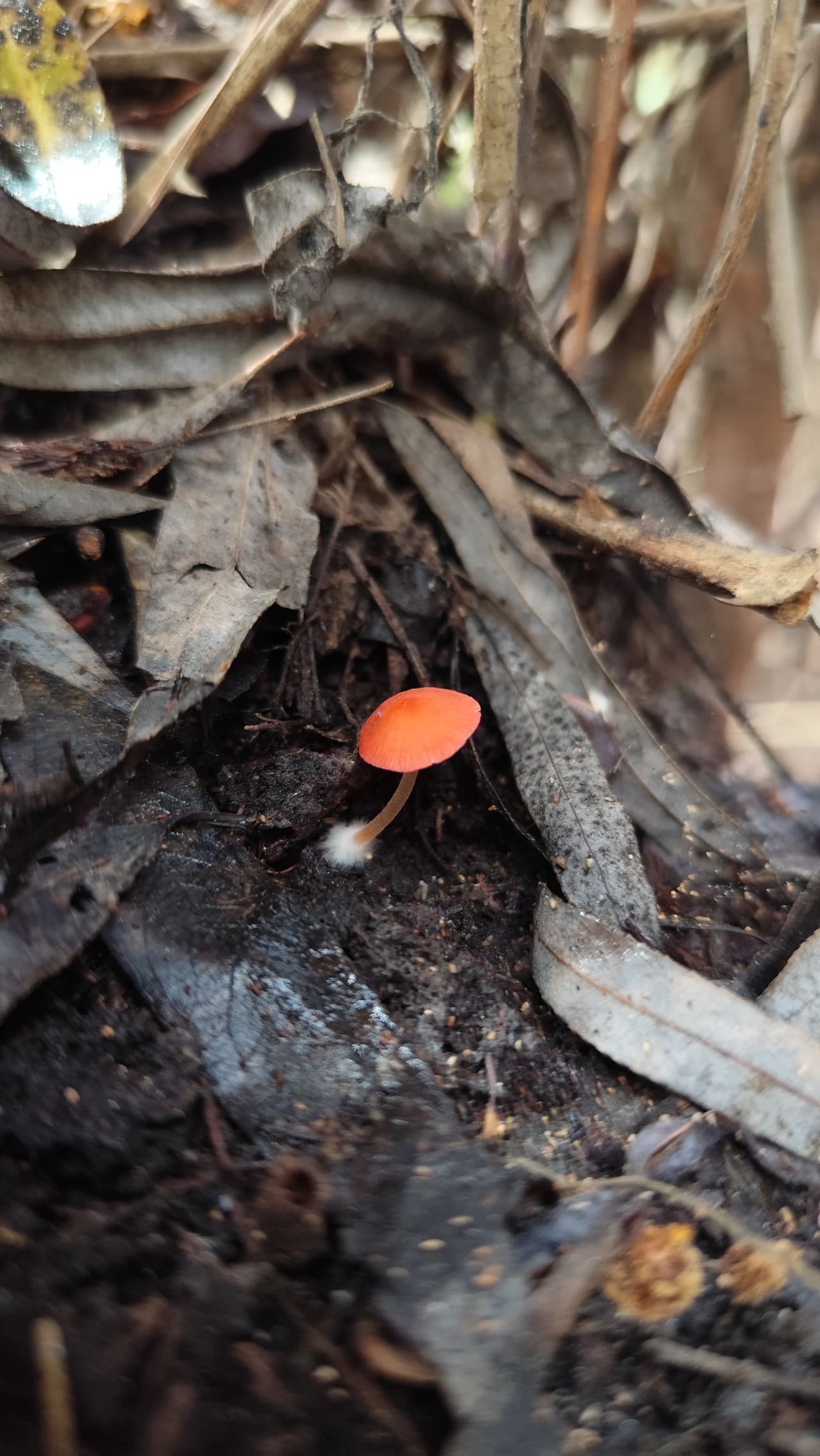 Atheniella adonis