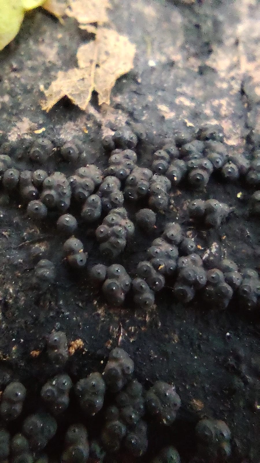 Annulohypoxylon bovei
