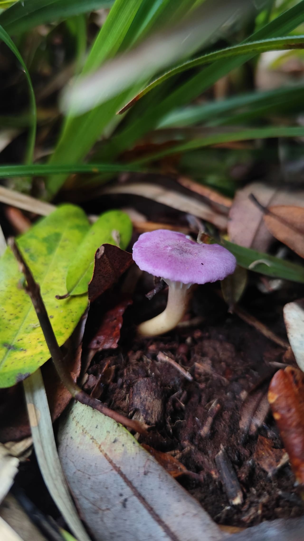 Cuphophyllus adonis