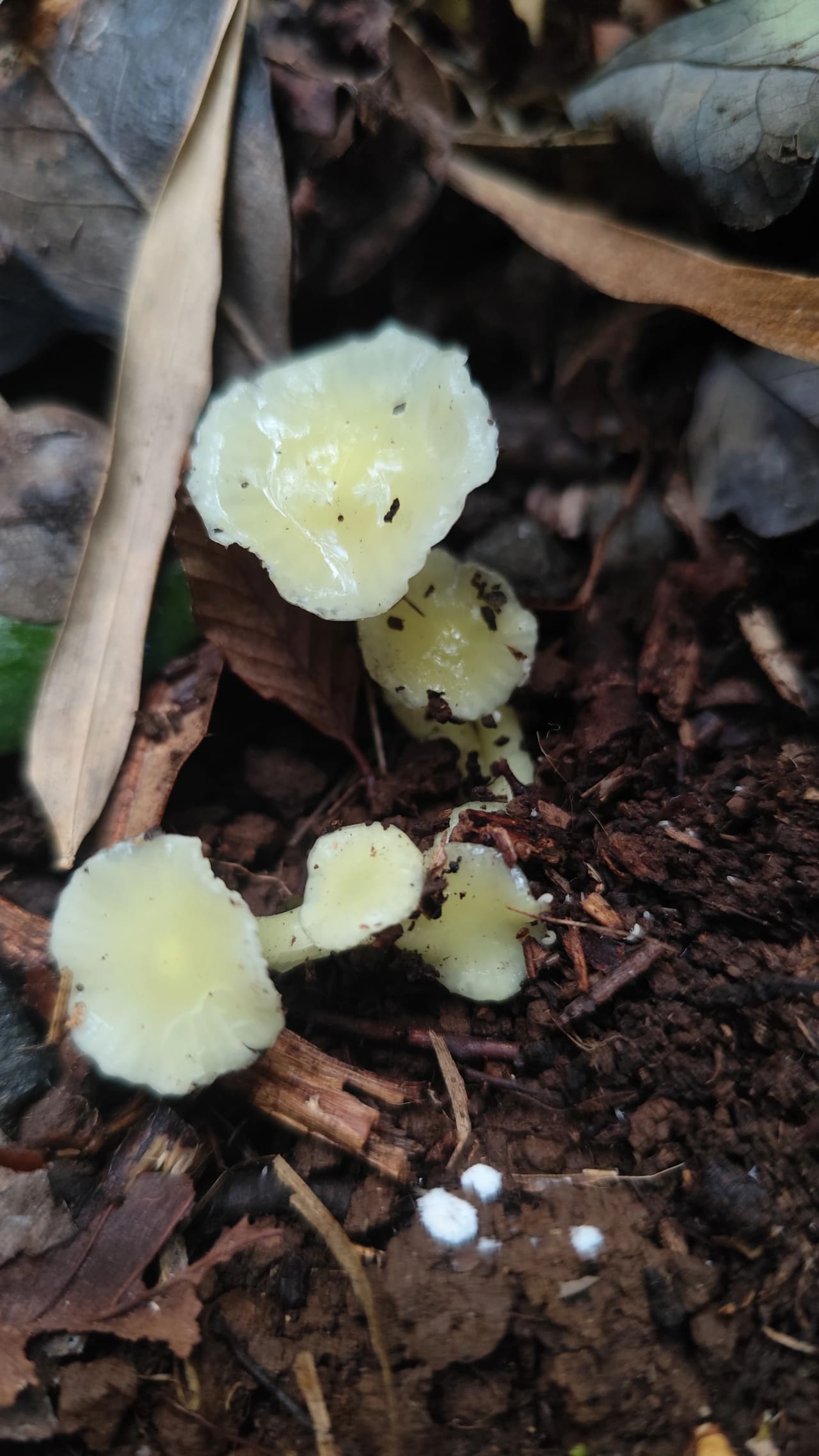 Hygrophorus nothofagi