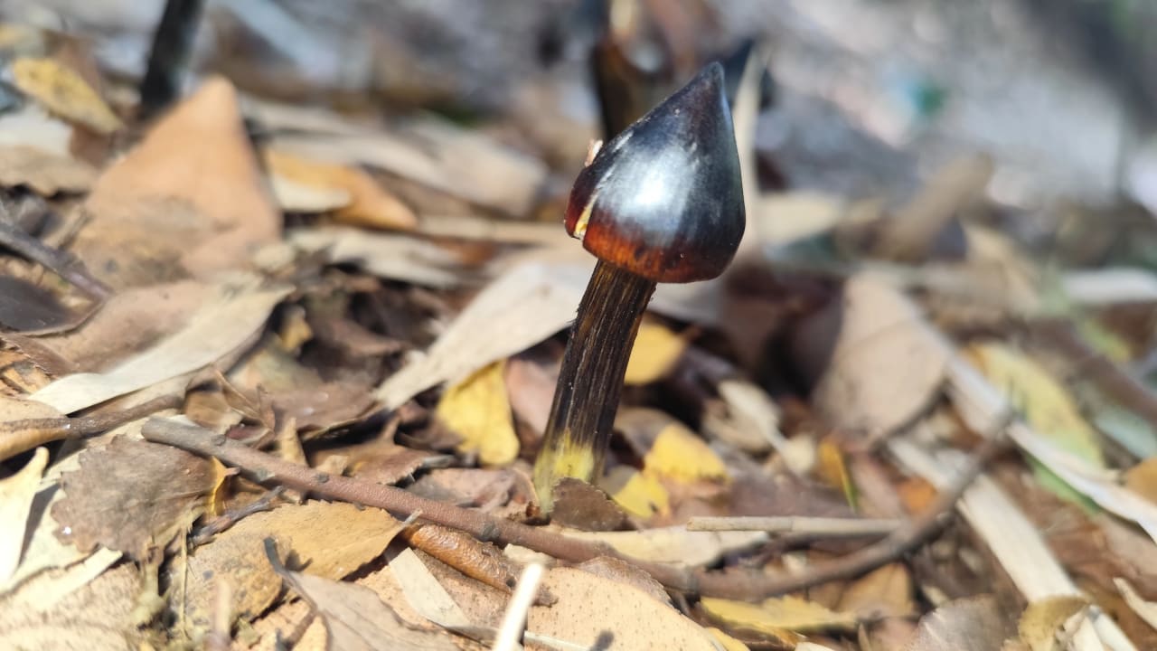 Hygrocybe conica