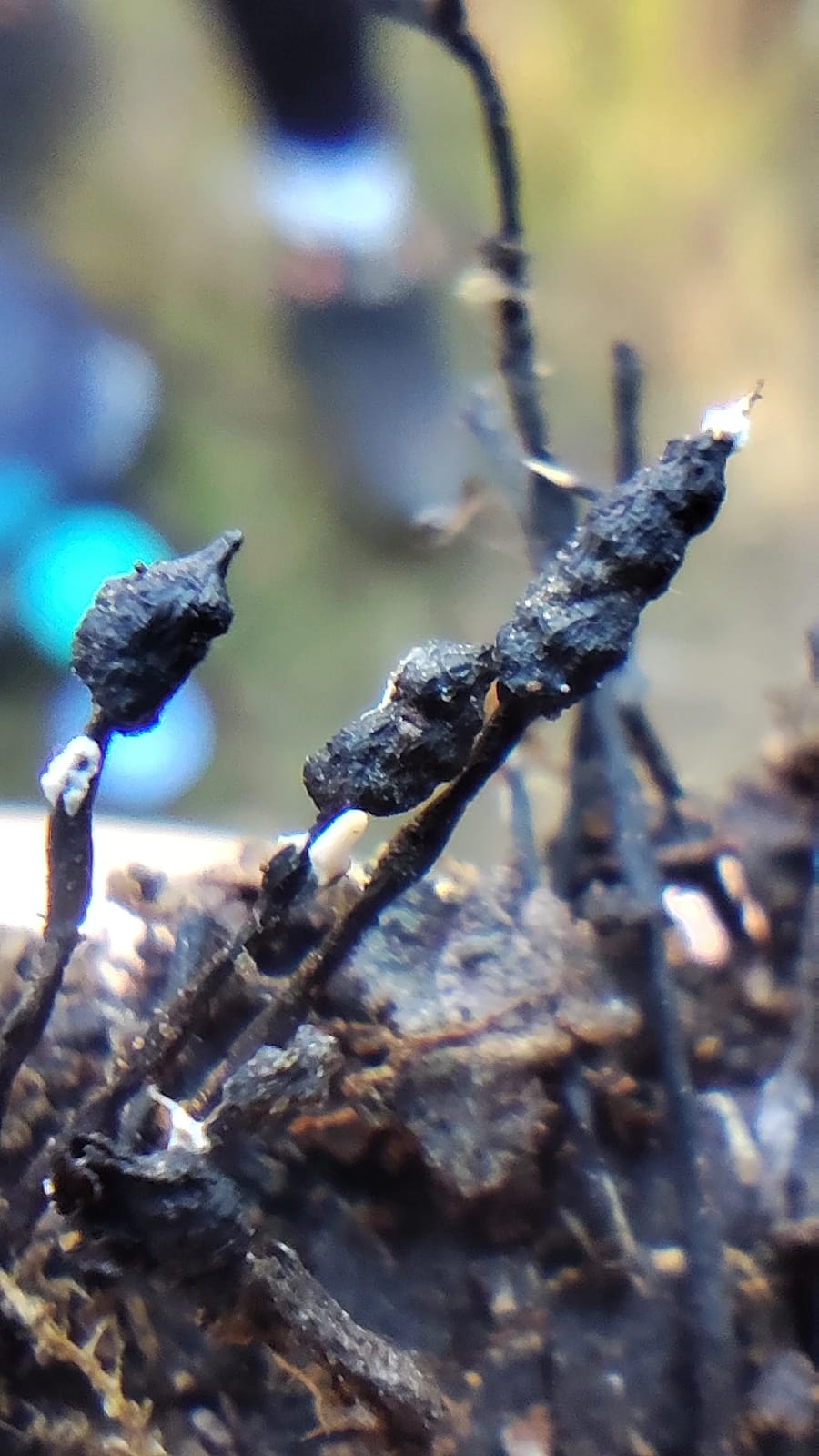 Xylaria apiculata
