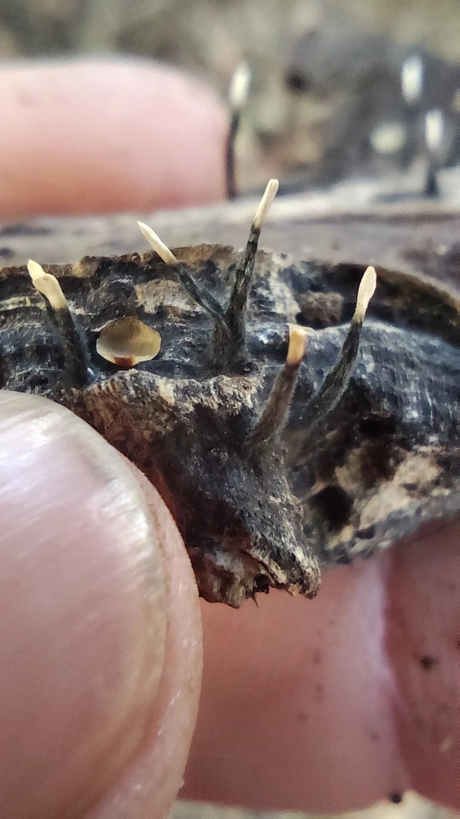 Xylaria hypoxylon
