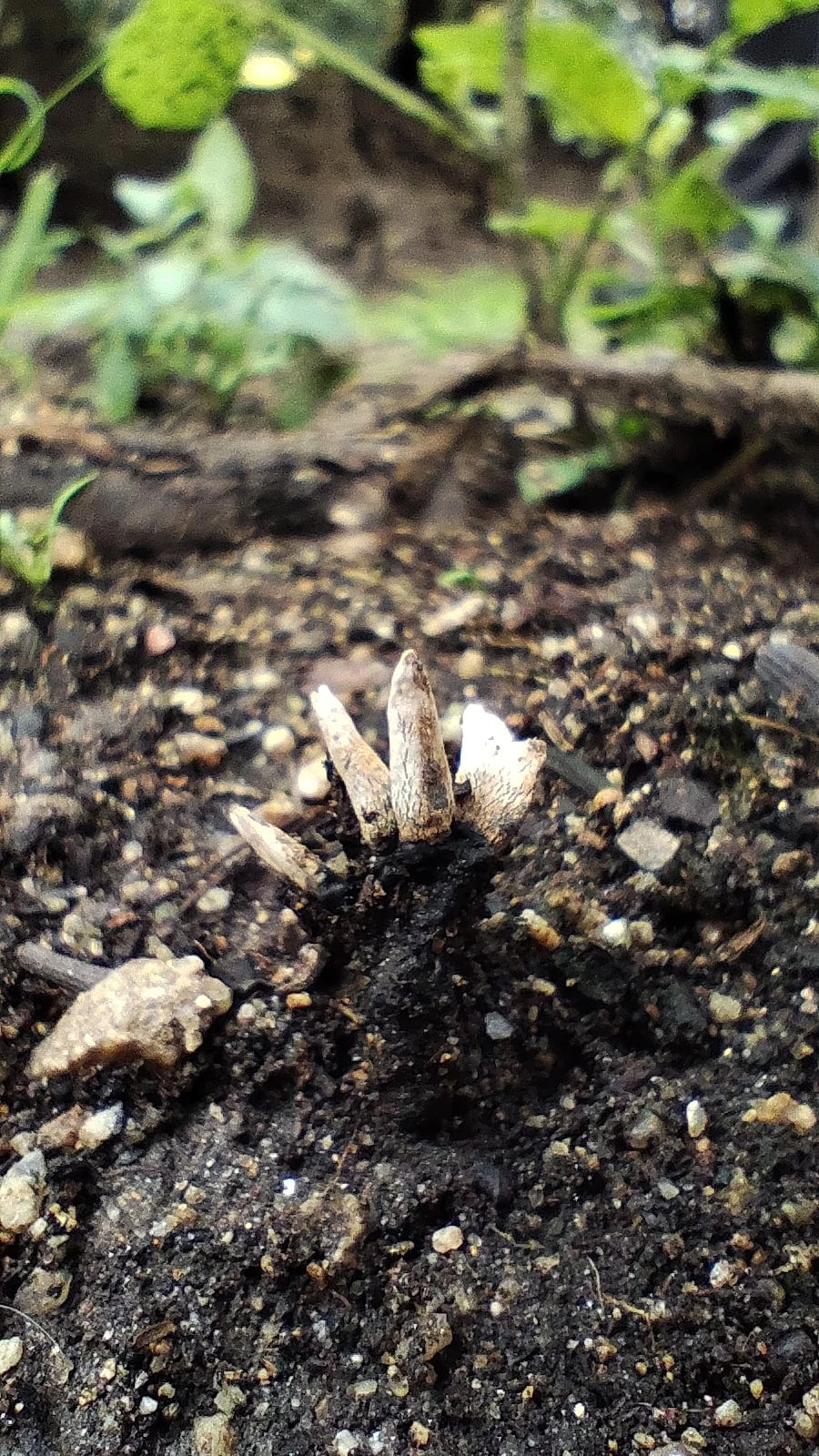 Xylaria polymorpha