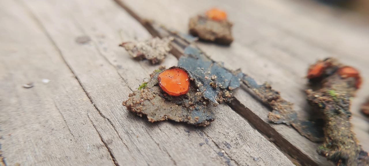 Scutellinia sp.