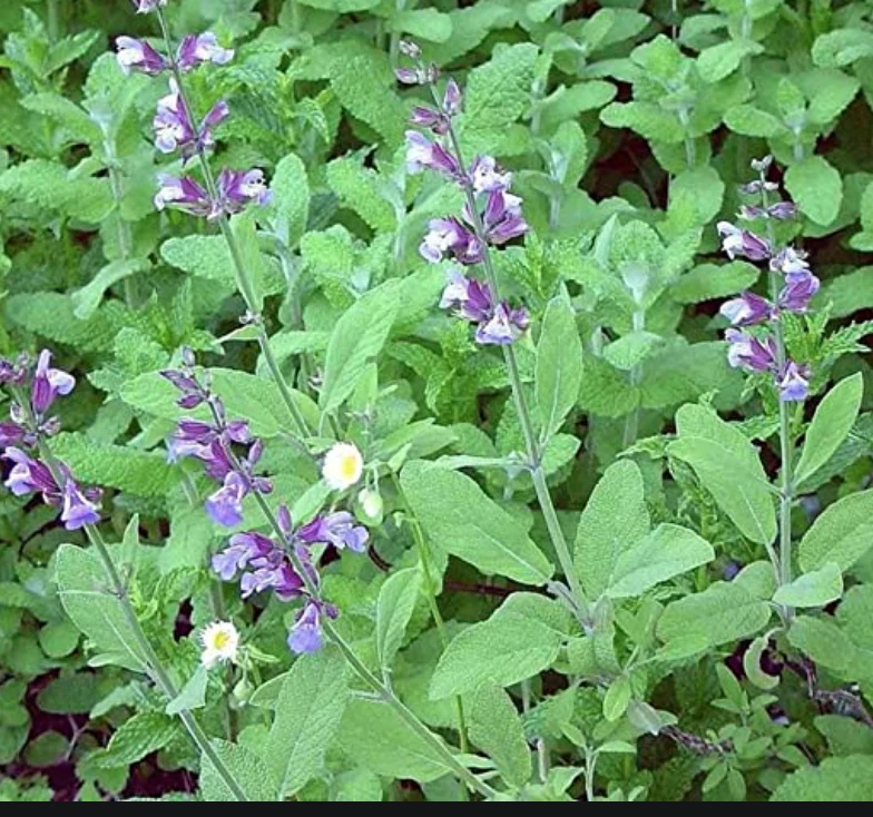 Phytotherapy — Seeds, when they are fully developed