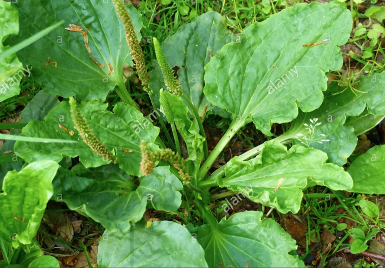 Phytotherapy — Strain the Preparations