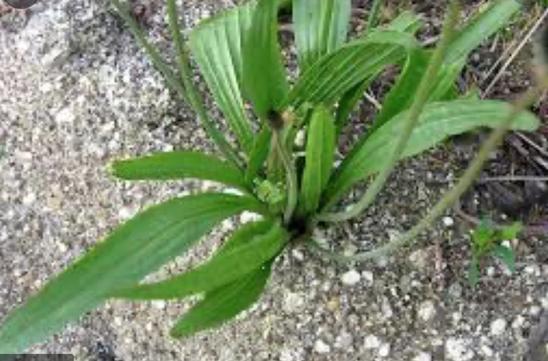 Phytotherapy — Strain the Preparations