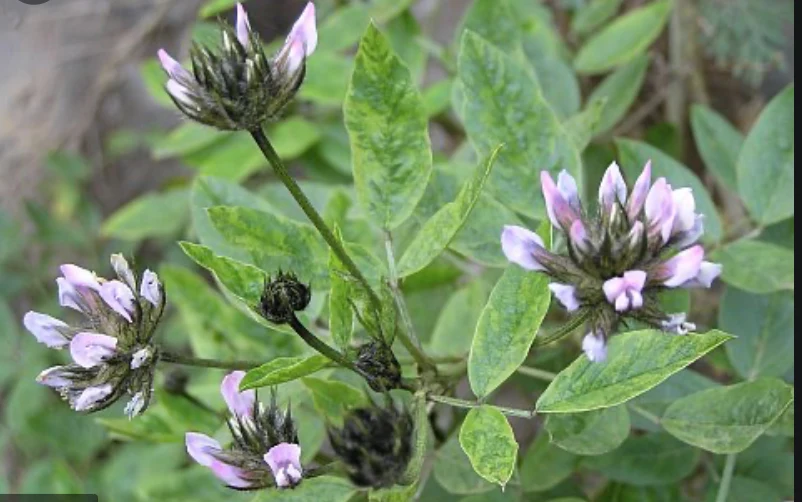 Phytotherapy — Strain the Preparations