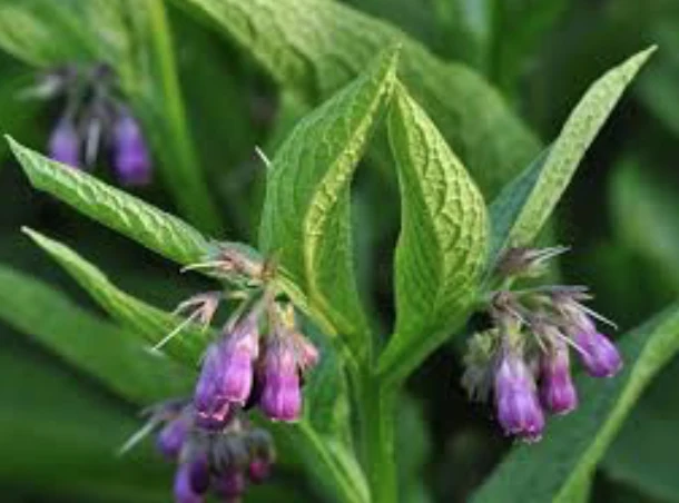 Phytotherapy — Solvents Used to Achieve Extraction