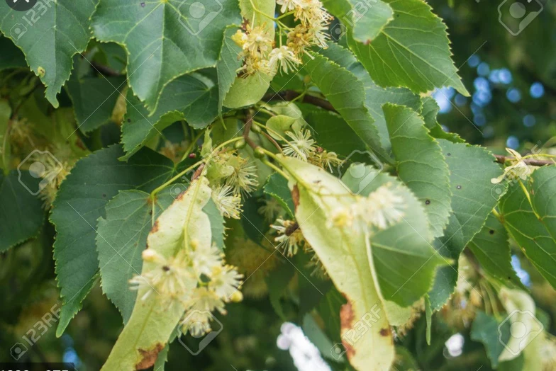 Phytotherapy — Solvents Used to Achieve Extraction