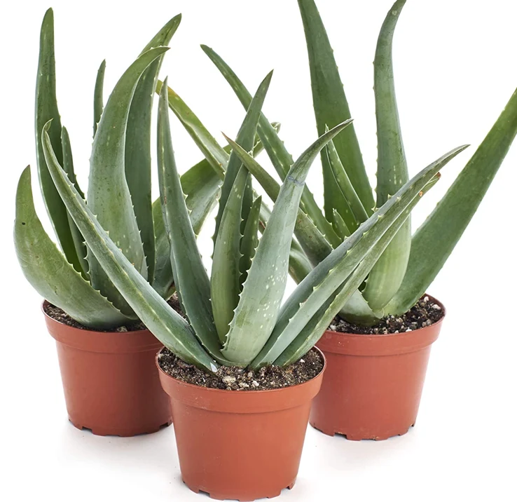 Phytotherapy — Strainer