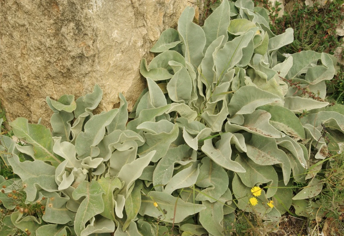 Phytotherapy — Knife