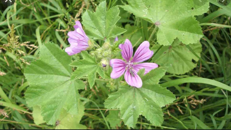 Phytotherapy — Extraction Methods