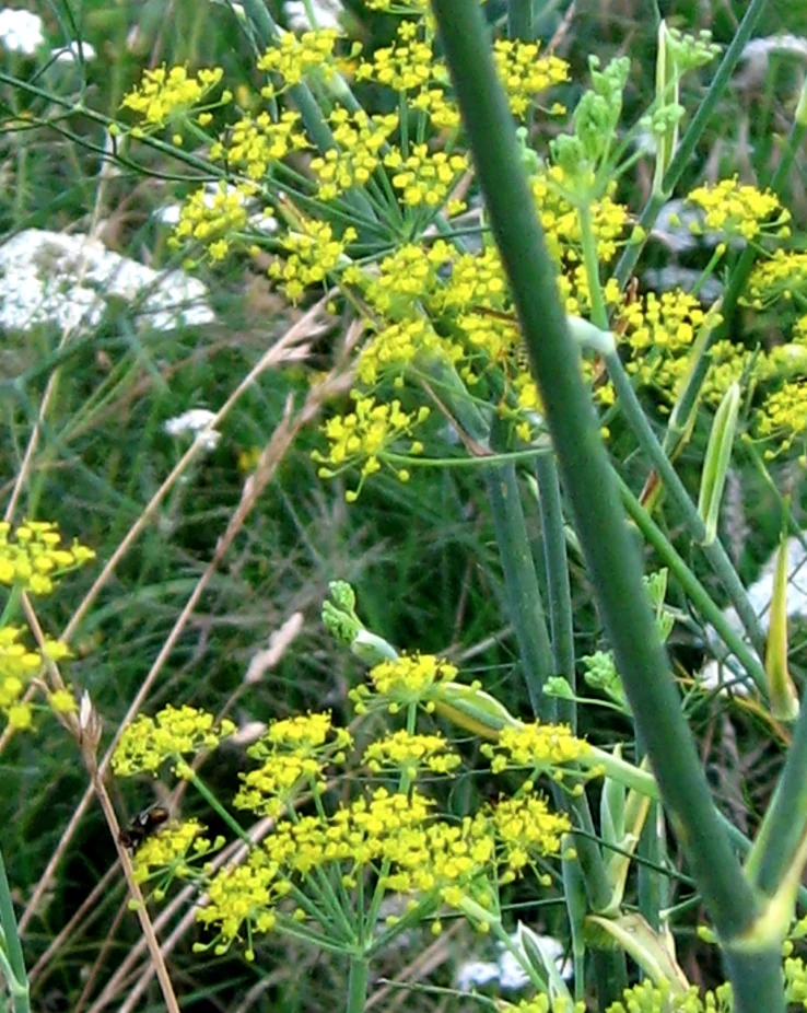 Phytotherapy — Diuretic