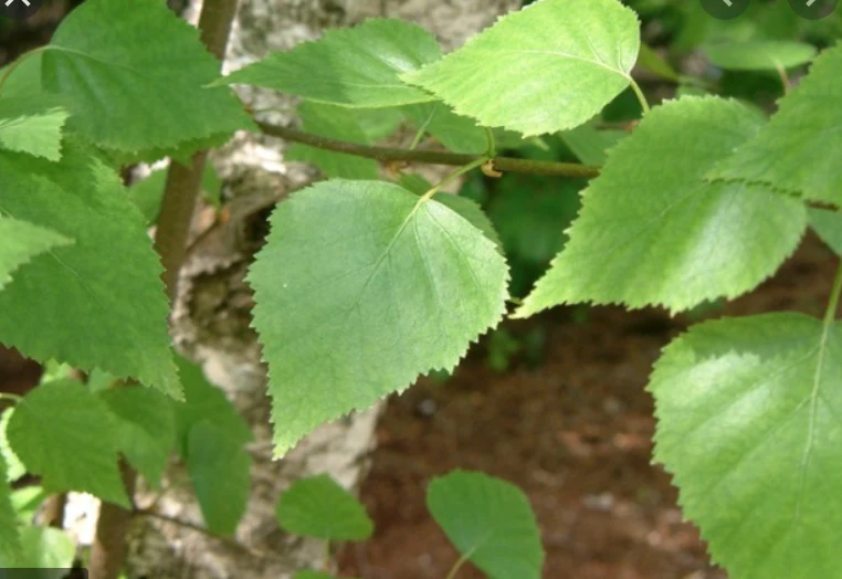 Phytotherapy — Diuretic