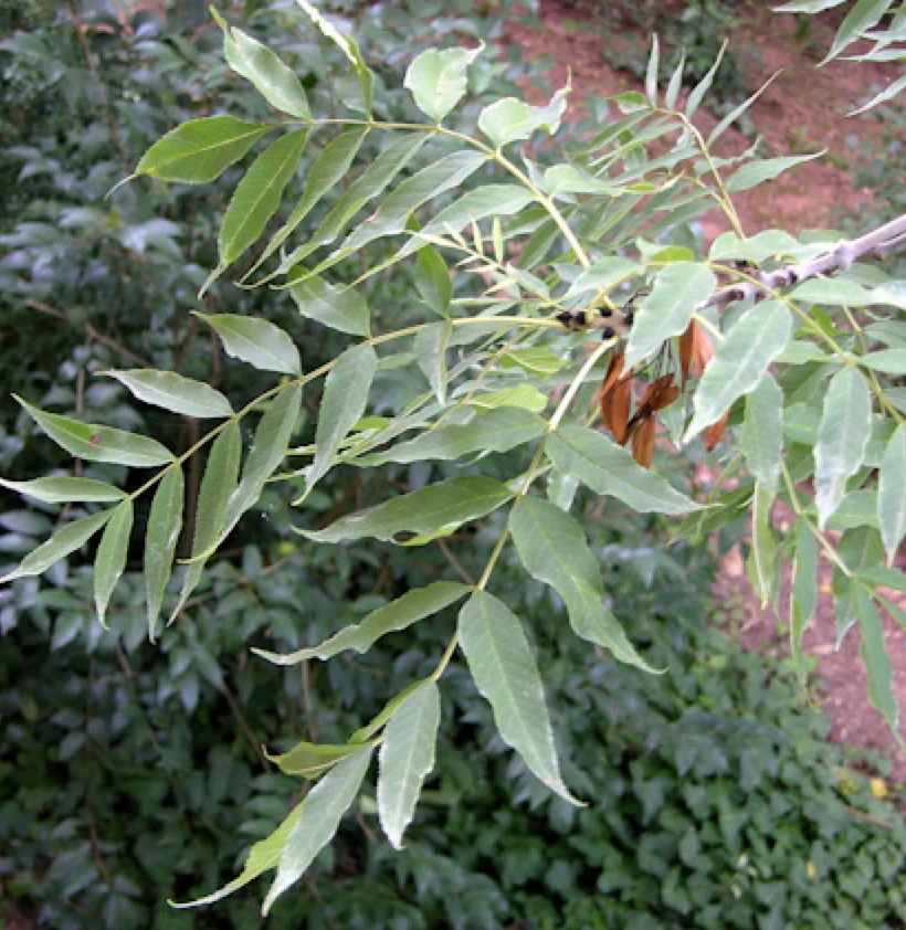 Phytotherapy — Procedure